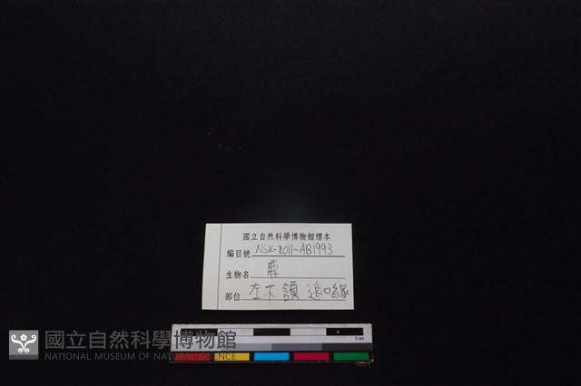梅花鹿骨藏品圖，第3張