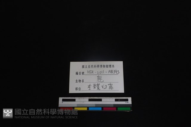 梅花鹿骨藏品圖，第3張