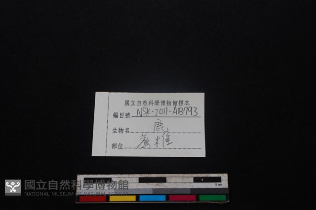 梅花鹿骨藏品圖，第3張