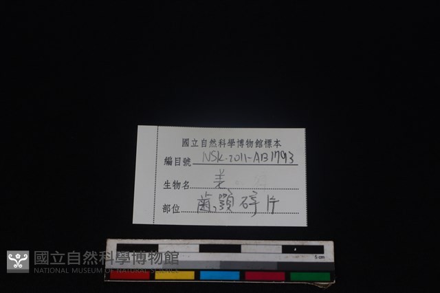 山羌骨藏品圖，第3張
