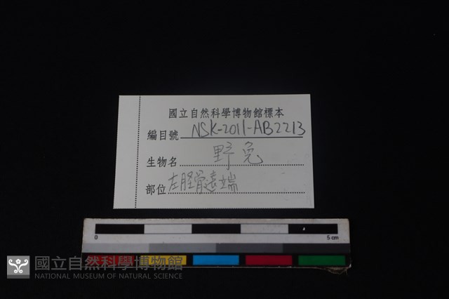 野兔骨藏品圖，第3張