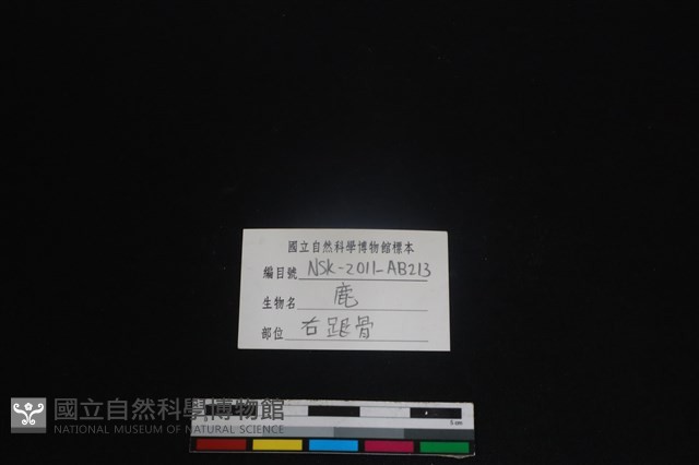 梅花鹿骨藏品圖，第3張
