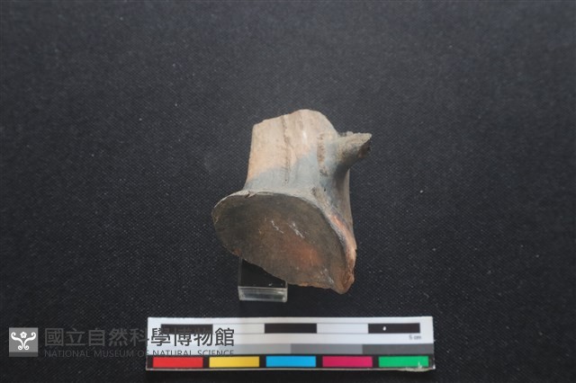 梅花鹿骨藏品圖，第3張