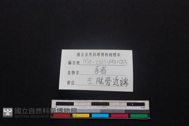 豬骨藏品圖，第3張