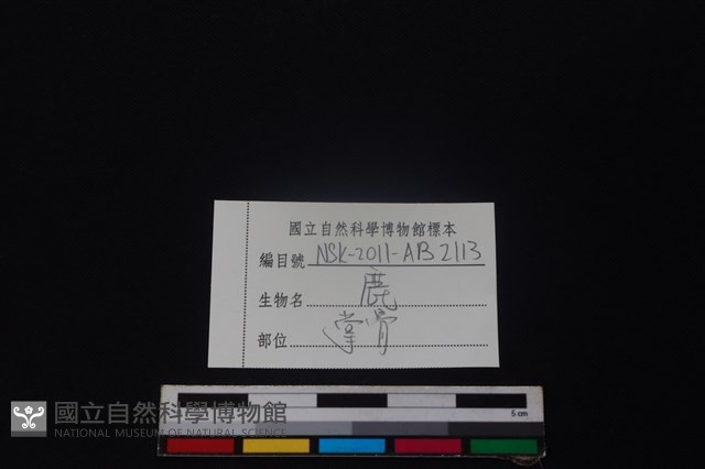 鹿骨藏品圖，第3張