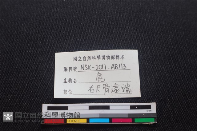 梅花鹿骨藏品圖，第3張