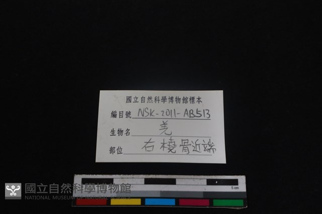 山羌骨藏品圖，第3張