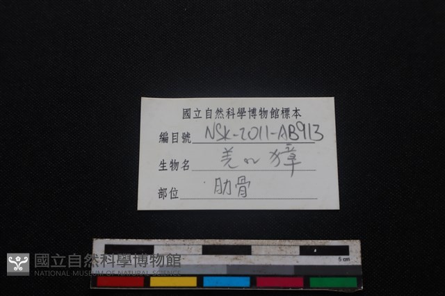 鹿科骨藏品圖，第3張