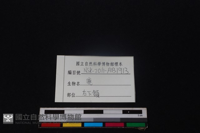 梅花鹿骨藏品圖，第3張