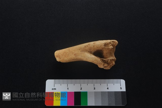 獐骨藏品圖，第3張