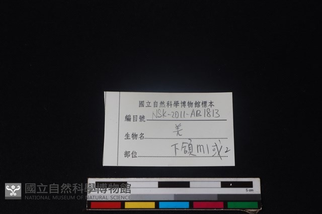 山羌骨藏品圖，第3張