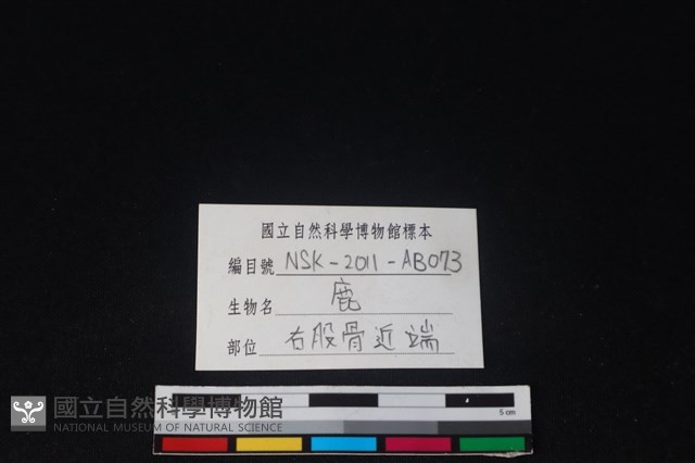 梅花鹿骨藏品圖，第3張