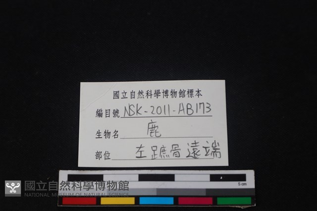 梅花鹿骨藏品圖，第3張