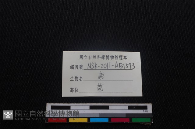 梅花鹿骨藏品圖，第3張