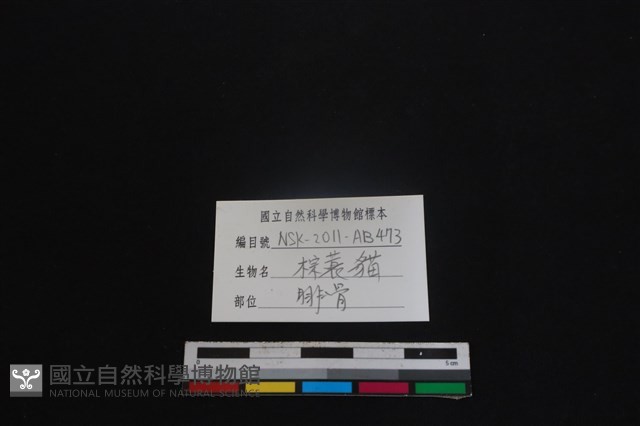 棕蓑貓骨藏品圖，第3張