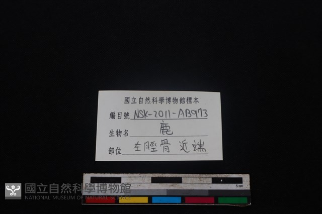 梅花鹿骨藏品圖，第3張