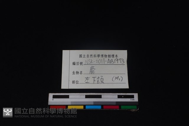 梅花鹿骨藏品圖，第3張