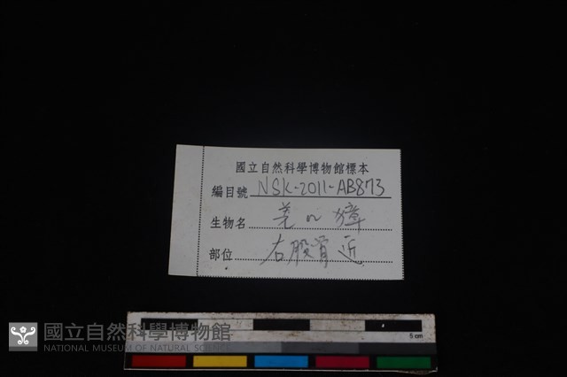 鹿科骨藏品圖，第3張