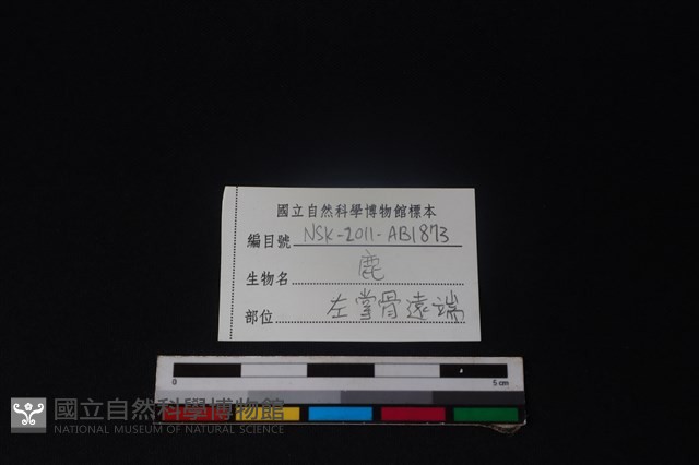 梅花鹿骨藏品圖，第3張