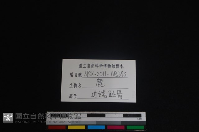 梅花鹿骨藏品圖，第3張