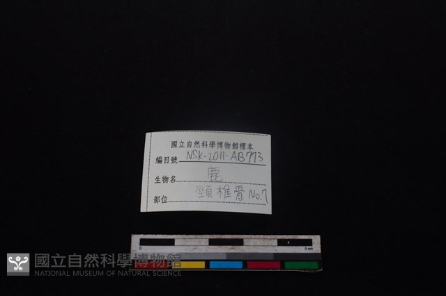 梅花鹿骨藏品圖，第3張