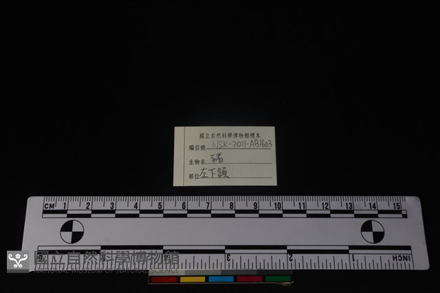 豬骨藏品圖，第3張