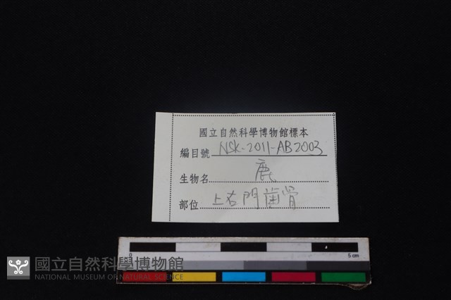 梅花鹿骨藏品圖，第3張