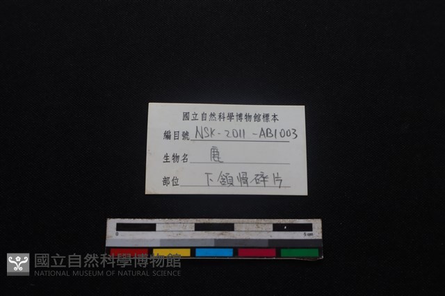 梅花鹿骨藏品圖，第3張