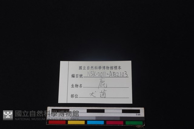 鹿骨藏品圖，第3張
