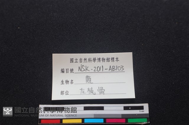 梅花鹿骨藏品圖，第3張
