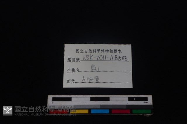 梅花鹿骨藏品圖，第3張