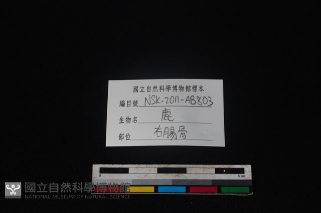 梅花鹿骨藏品圖，第3張