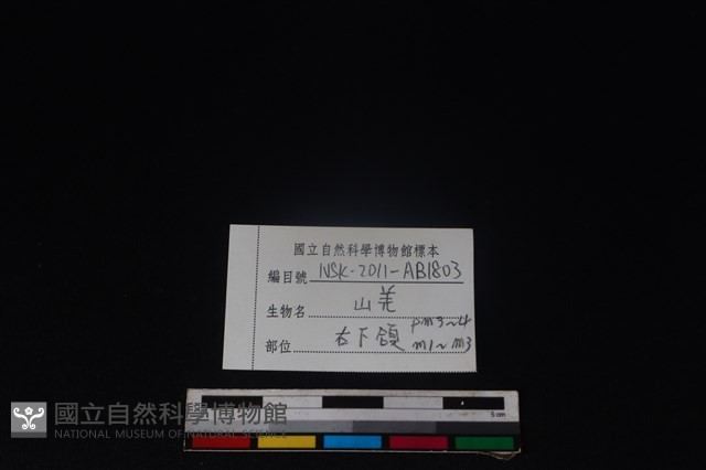 山羌骨藏品圖，第3張