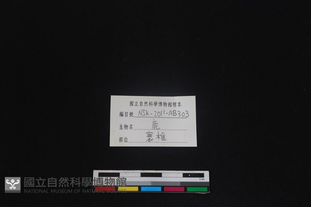 梅花鹿骨藏品圖，第3張