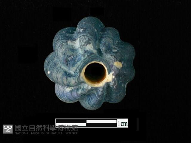 玻璃珠藏品圖，第3張