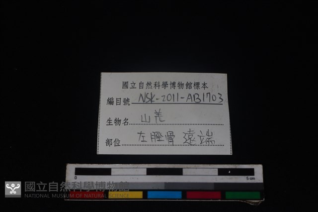 山羌骨藏品圖，第3張