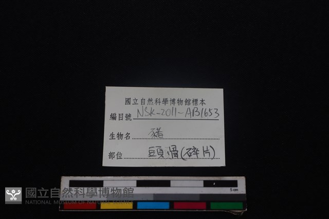 豬骨藏品圖，第3張