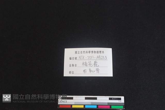 梅花鹿骨藏品圖，第3張