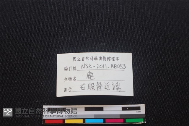 梅花鹿骨藏品圖，第3張