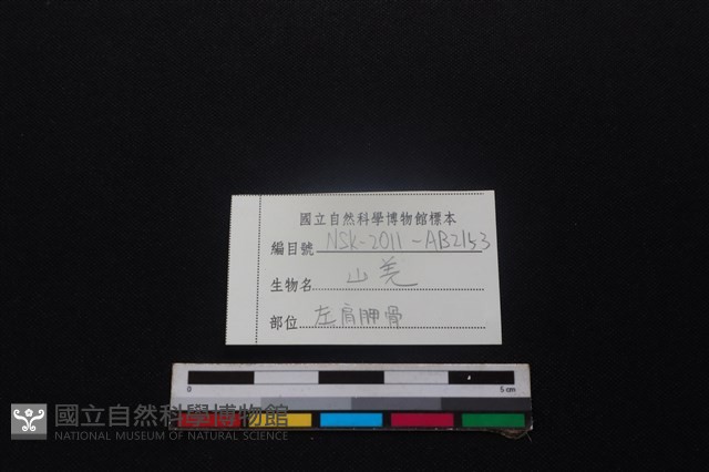 山羌骨藏品圖，第3張