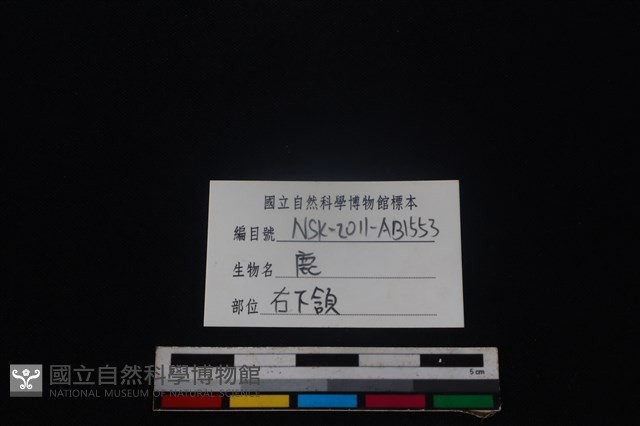梅花鹿骨藏品圖，第3張