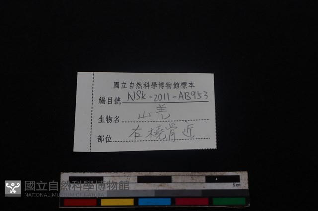 山羌骨藏品圖，第3張
