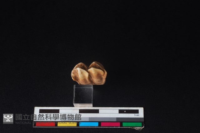 梅花鹿骨藏品圖，第3張