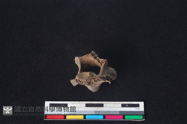 獐骨藏品圖，第3張
