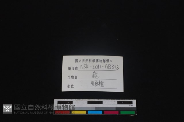 梅花鹿骨藏品圖，第3張