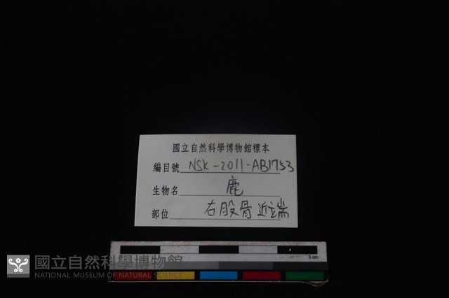 梅花鹿骨藏品圖，第3張