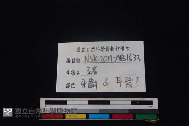 豬骨藏品圖，第3張