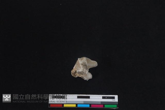 梅花鹿骨藏品圖，第3張