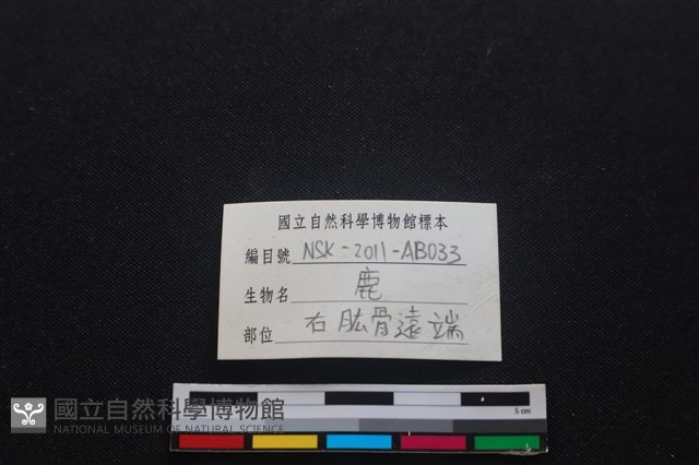 梅花鹿骨藏品圖，第3張