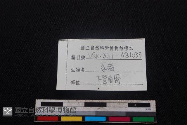 豬骨藏品圖，第3張